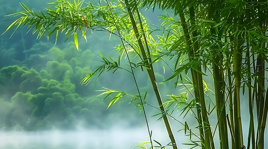 竹林美景